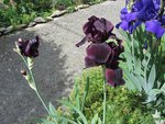 IRIS STUDY IN BLACK.jpg