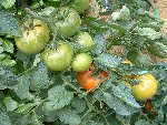 tomate nervure.jpg