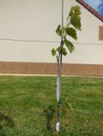 42632_DSCN1777.jpg