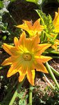 Celle ci est pour toi Kalinda.Une belle fleur mâle!!!