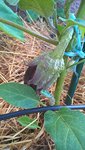 Les premières aubergines se forment.