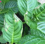 Hortensia 1.jpg