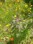 20150613_143104.jpg