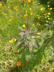 20150613_143106.jpg
