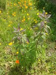 20150613_143113.jpg