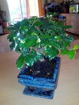 bonsai 14.06.15.jpg