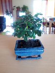 bonsai2 14.06.15.jpg