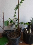 plante1.jpg