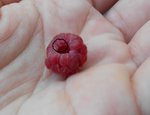 Insectes framboises01.jpg