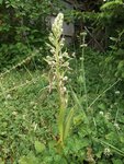 orchidee350.jpg