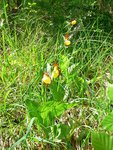 Cypripedium calceolus) Sabot de Vénus350.jpg