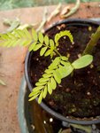 Albizia.jpg