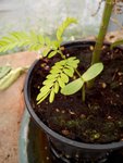 Albizia2.jpg