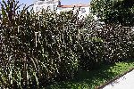 IMG_0076 800.jpg