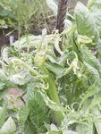 tomate-1s.jpg