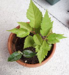 DSC02489-1.JPG