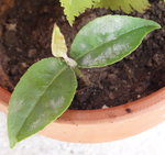 DSC02491-1.JPG
