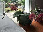 Orchidee 1 200615.jpg