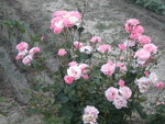 DSCN6226.JPG
