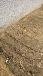 Les graines ont été recouvertes de 2-3 cm de terre.
