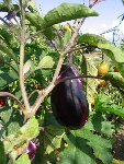 IMG_3119.JPG
