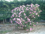 DSCN6279.JPG