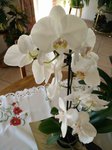 IMG_20150623_151530_1modif.jpg