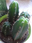 Cactus 4.jpg