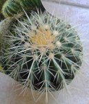 Cactus 5.jpg