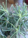 kalanchoe daigremontiana ????