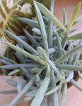 Kalanchoe 2.jpg