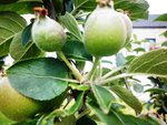 Formation fruit (f) - 21 juin 15.JPG