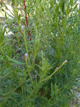 DSCN1399.resized.JPG