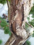 trous de vers dans les branches charpentières... et gomme