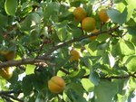 Le feuillage et les fruits se portent bien..