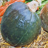 Courge Hokkaïdo Goog 3.jpg
