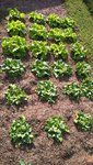 Voici une très belle série de salades dorées de printemps et reine des glaces.