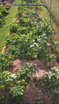 Les pommes de terre soufrent énormément du manque d'eau cette année.<br />Elles n'ont que très peu vues la pluie naturelle.<br />Le bilan se fera à la récolte.