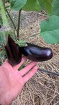 On récolte des aubergines depuis plusieurs jours et la relève est assurée.