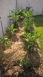 Les aubergines se développent bien sauf 2 pieds qui ont un peu de mal à démarrer.