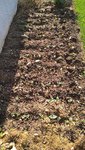 Les haricots semés il y a quelques jours.<br />Pour info,les graines ont germées en un peu moins de 48h!!!