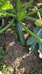 On récolte de nombreuses petites courgettes tous les jours,mais aussi pas mal de grosses courgettes à farcir!!