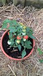 La micro tom n'as toujours pas plus grandie,s'est vraiment super comme variété de tomate à cultiver en pot.<br />Le seul point négatif s'est qu'aucun autre bouquet de fleurs semble vouloir se former.