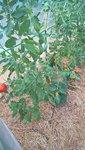 On récolte maintenant les tomates des 2ème et troisièmes bouquets.<br />On récolte actuellement les tomates au rythme de 3-4 fruits tous les 2 jours.