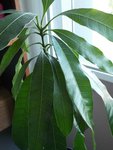 mangue