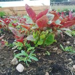 PLANTE2.jpg