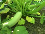 Le pied de courgette