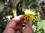Fleur Gregory Altaï 2.jpg