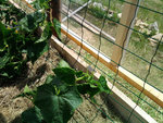 tuteurage cornichons.jpg