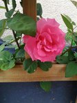 20150615_181106_resized.jpg